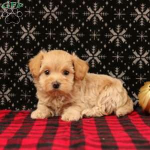 Jingle, Maltipoo Puppy